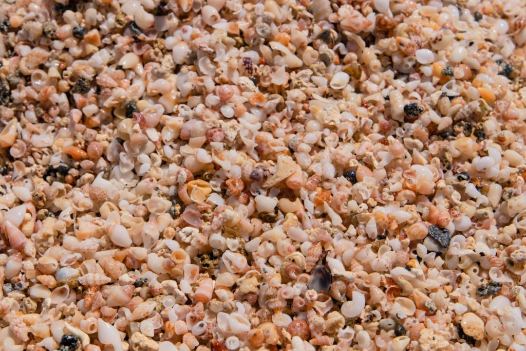 pink sea shells in sandy Elafonissi beach Chania
