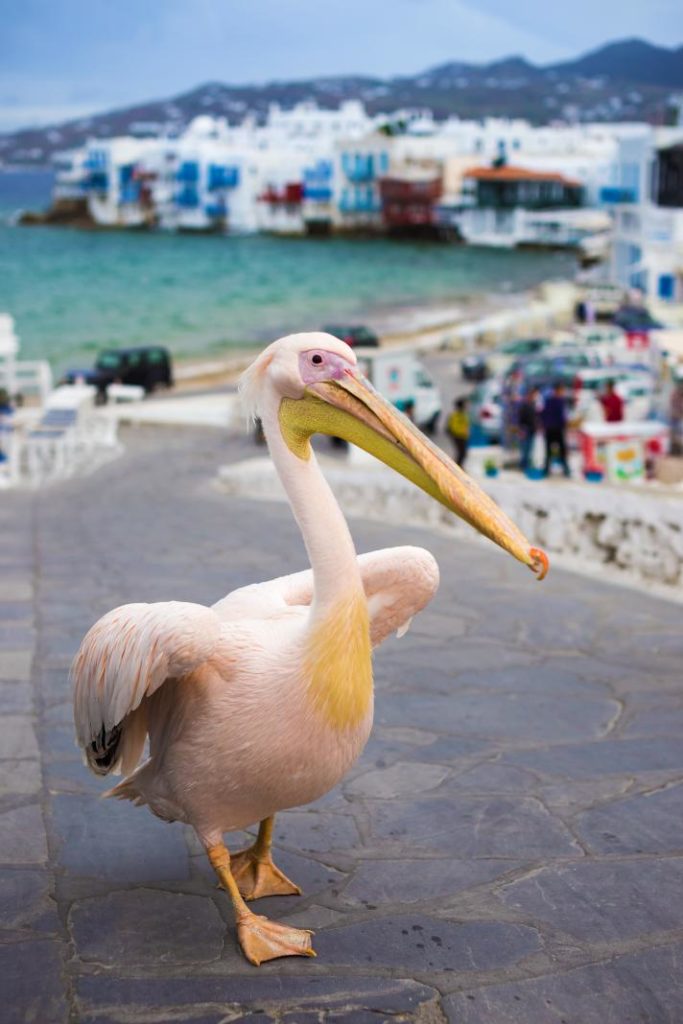 pelican at Mykonos