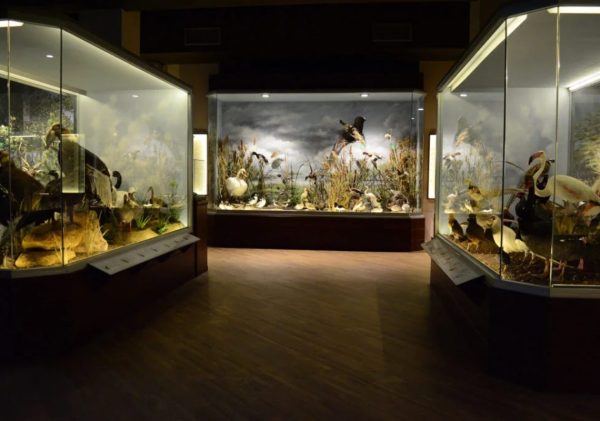 Natural History Museum of Meteora and Mushroom Museum KLG Web