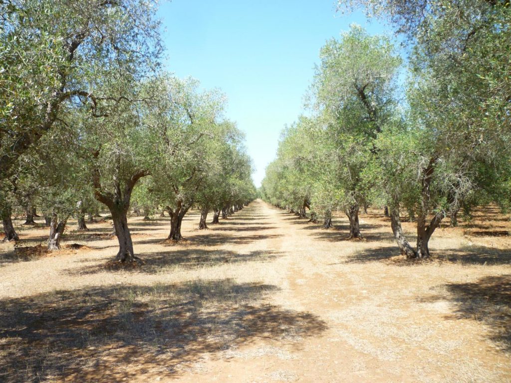olive oil tasting family tour KidsLoveGreece.com