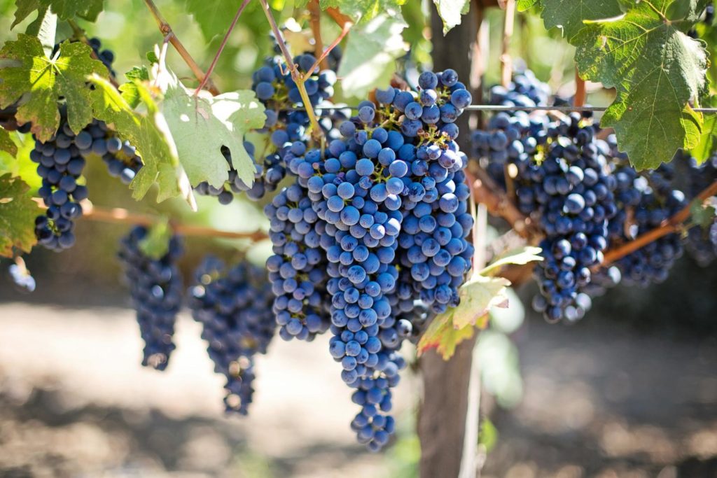 grape harvest Greece KidsLoveGreece.com