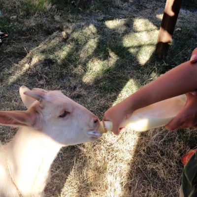 sfakia chania wild west of crete family day tour kids love greece activities for families