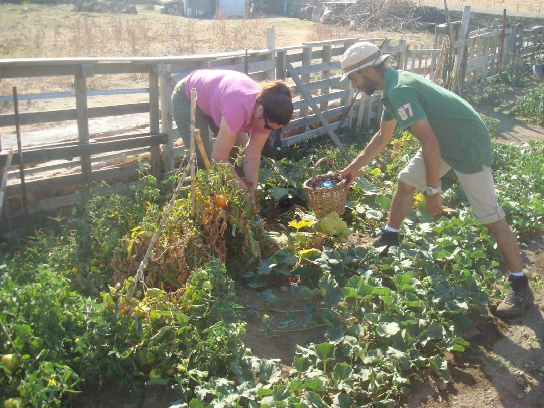 greek culture family visit to an animal and organic farm on mykonos kids love greece Cyclades activities for families
