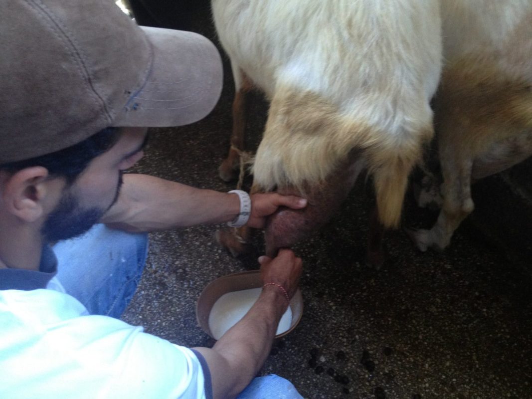 Cyclades family visit to an animal and organic farm on mykonos greek culture kids love greece activities for families