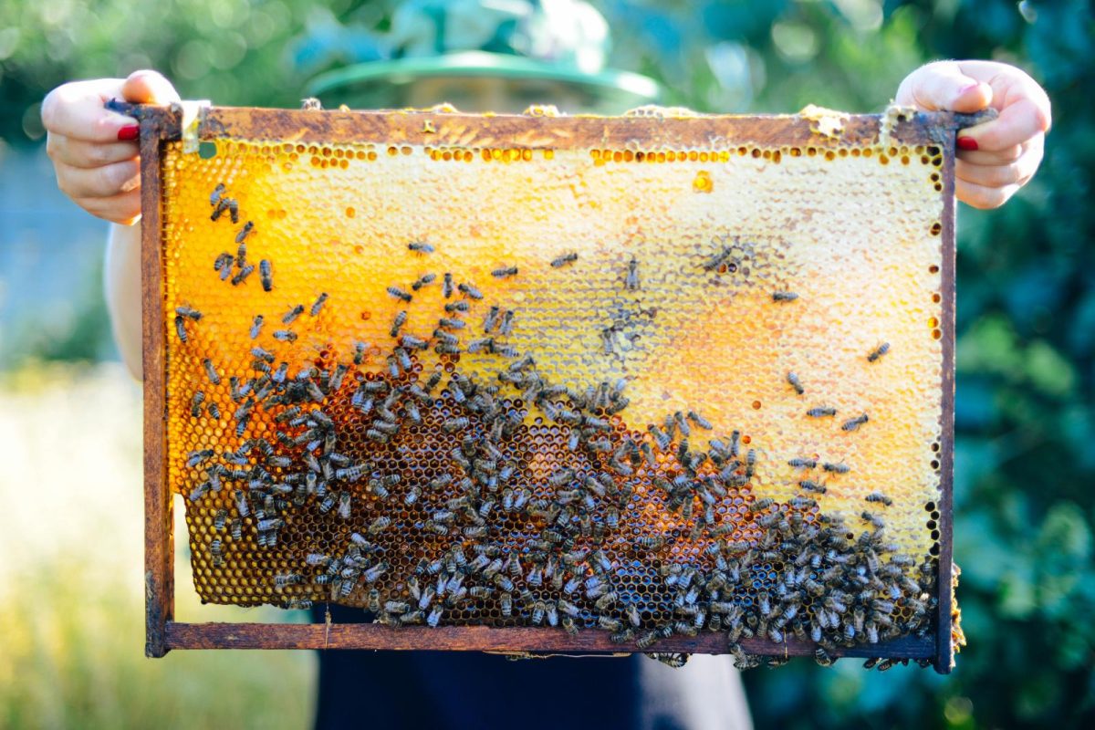 bee garden activity KidsLoveGreece