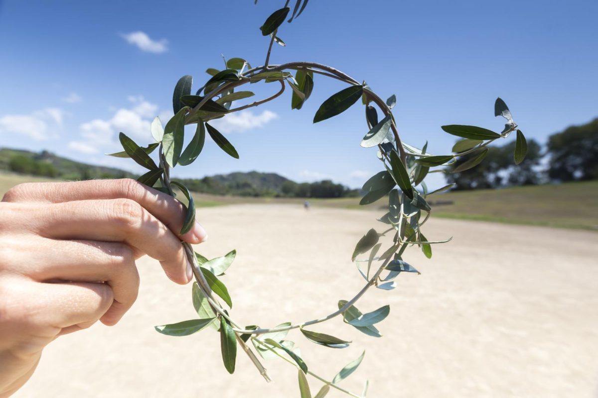 branch olive tree Olympic champions KidsLoveGreece.com