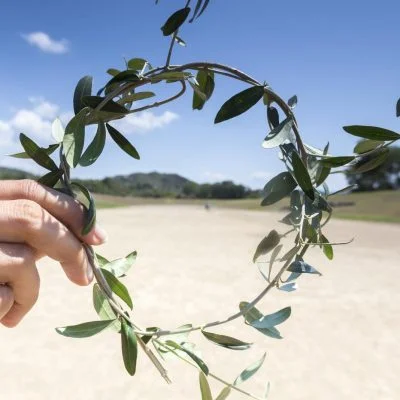 branch olive tree Olympic champions KidsLoveGreece.com