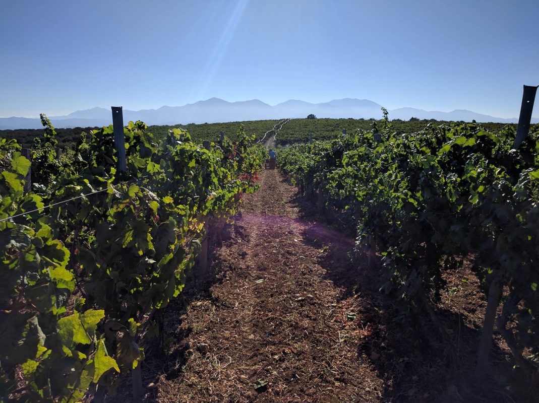Wine tour in Crete