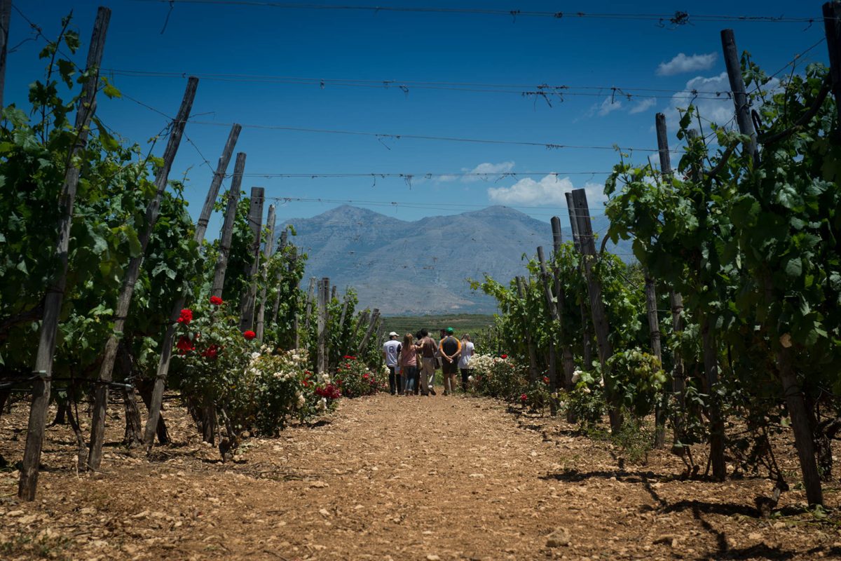 Wine tour in Crete