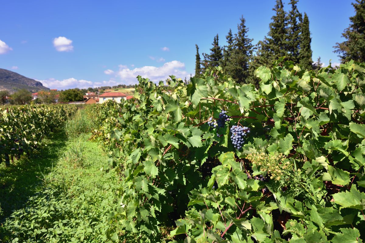 Nemea wine grape tour SH-min