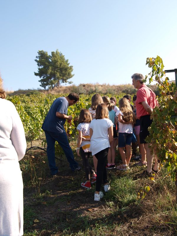 Wine tasting Nemea with Kids tour grapes VN (6)
