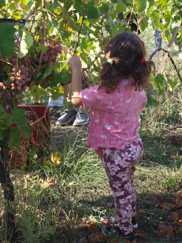 Wine tasting Nemea with Kids tour grapes VN (7)