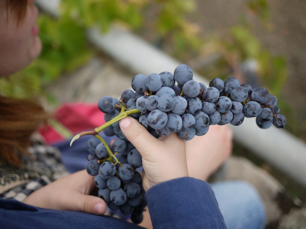 grape-kid-hand-Greece-PXB-min