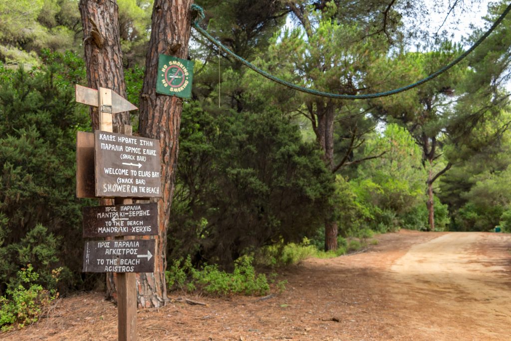 Hiking Beautiful pine tree forest path leading to several beaches on Skiathos Island, Sporades, SH (2)-min