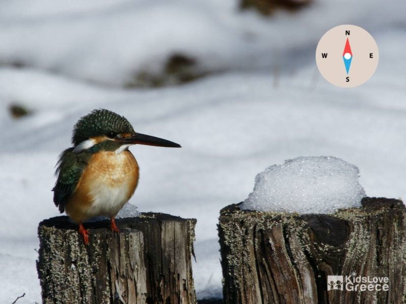 Halcyon (bird) featured image Canva