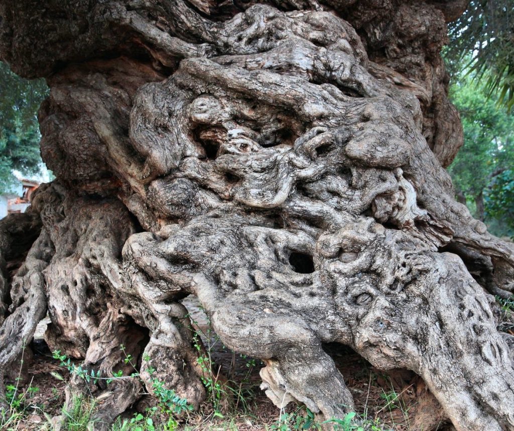 Olive Tree Trunk Vouves Chania Crete SH
