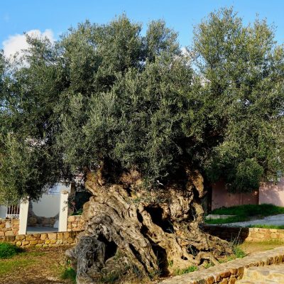 Olive Tree Vouves Crete Kids love Greece SH
