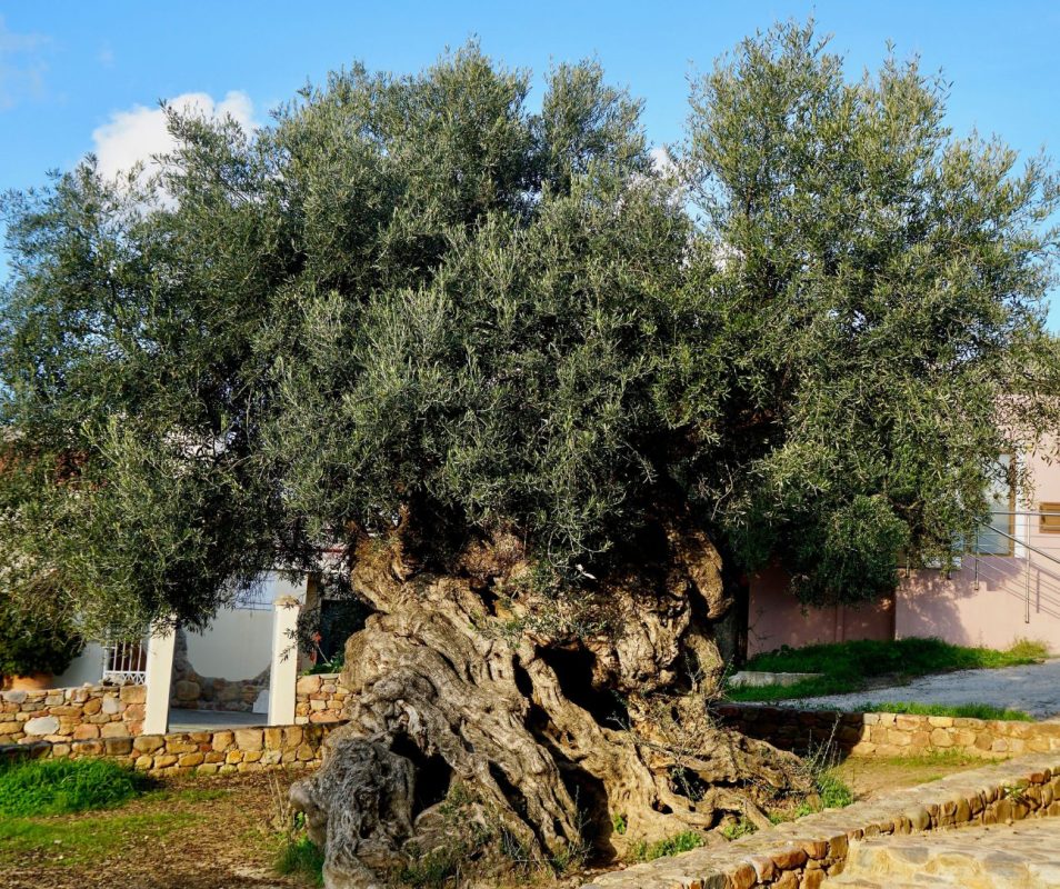 Olive Tree Vouves Crete Kids love Greece SH