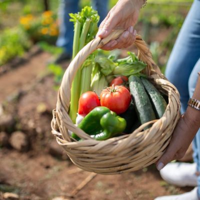 vegetables-harvest-CV