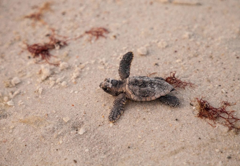 domes aulus zante, caretta baby